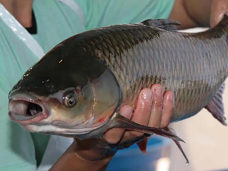 Descubra a isca campeã da Carpa Cabeçuda