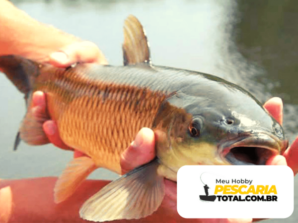 Descubra a isca campeã da Carpa Cabeçuda!