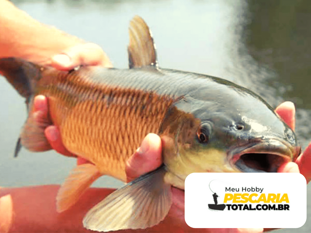 Descubra a isca campeã da Carpa Cabeçuda