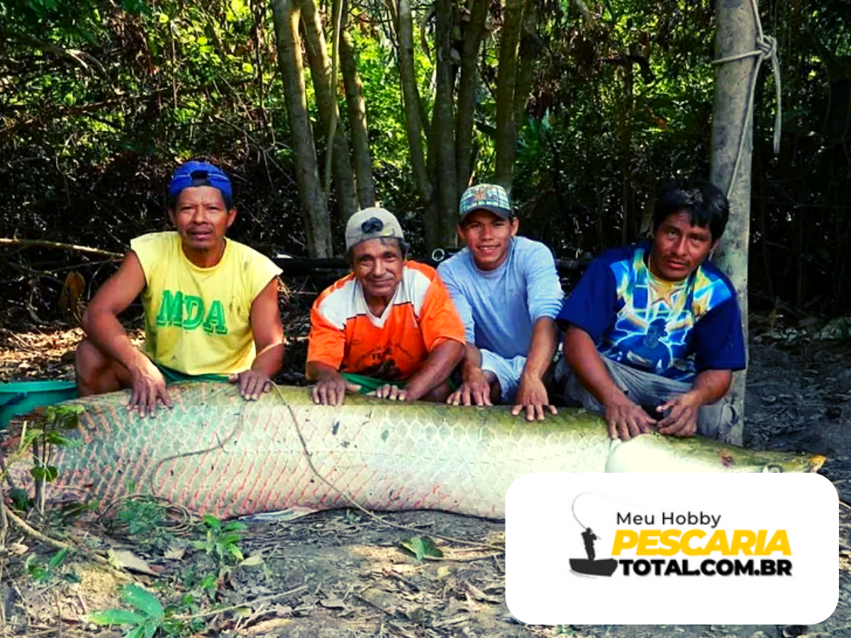 Pirarucu ou paiche o invasor que ameaça rios em três países da América do Sul