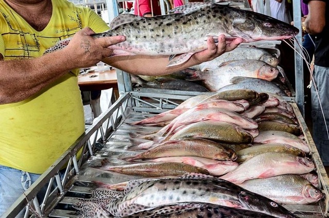 Egito aprova importação de pescados e derivados do Brasil