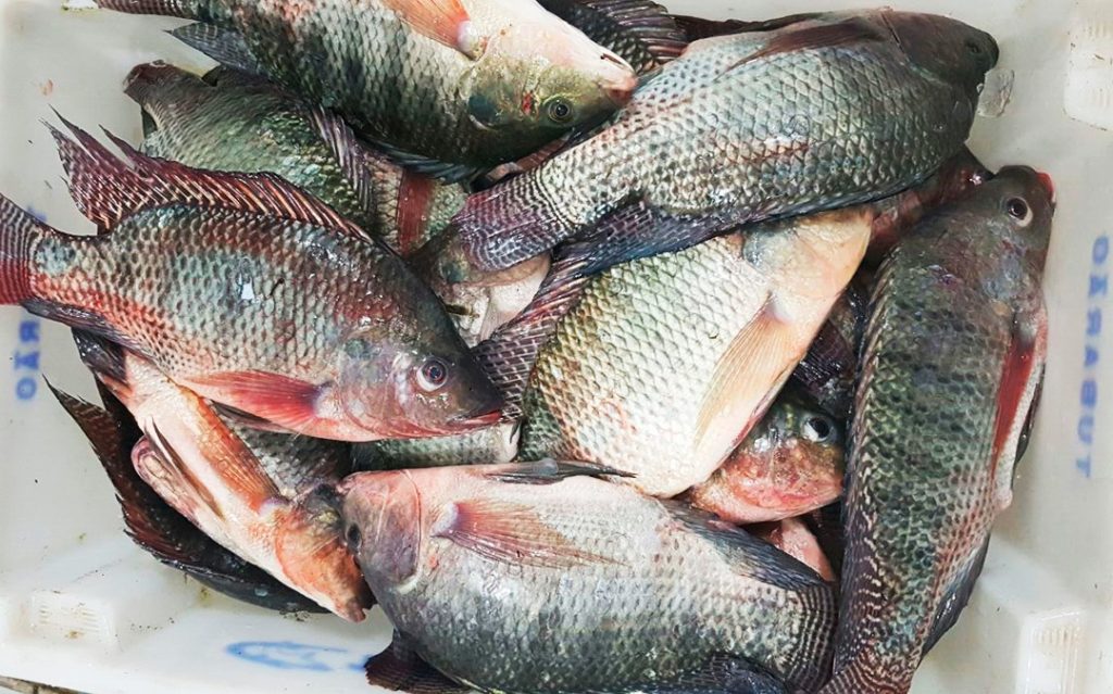 como fazer massa para pescar tilapia