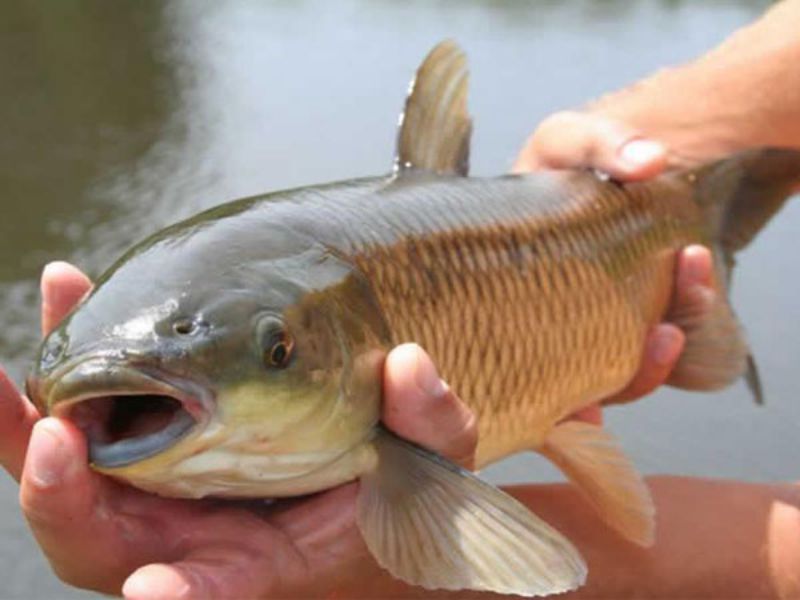 Reprodução e Ciclo de Vida da Carpa Capim: Guia Completo