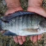 como fazer massa para pescar tilapia