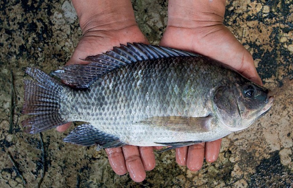 como fazer massa para pescar tilapia