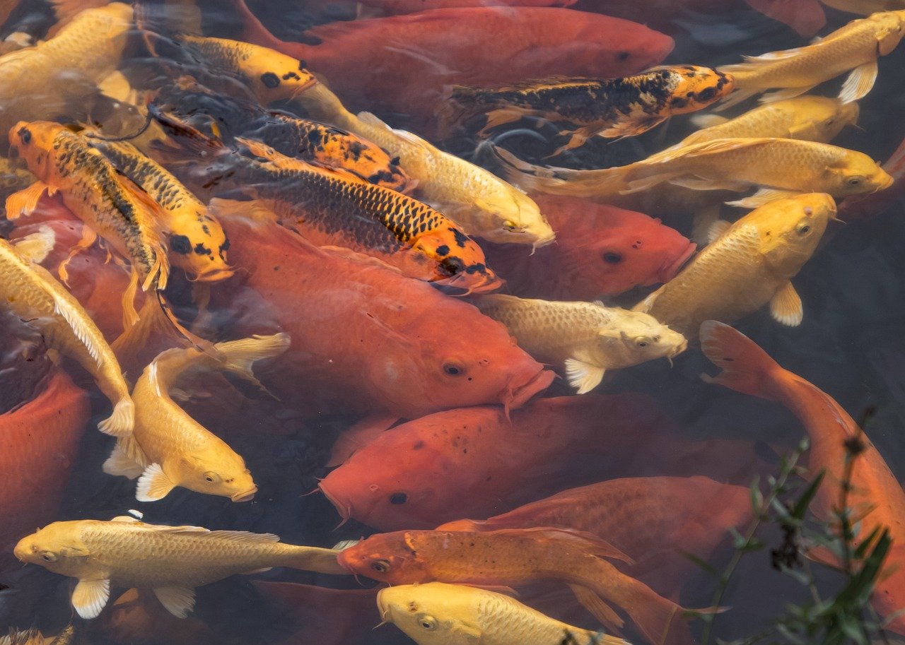 O que é um criatório de peixes e por que é uma atividade lucrativa