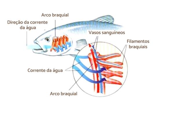 O Mecanismo da Respiração dos Peixes: Como Funciona o Sistema Respiratório Aquático