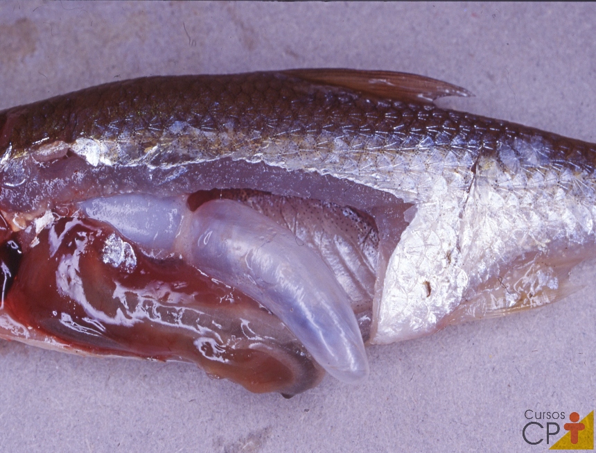 A Bexiga Natatória: Funções, Adaptações e Importância na Vida dos Peixes