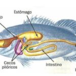 O Mecanismo da Respiração dos Peixes: Como Funciona o Sistema Respiratório Aquático