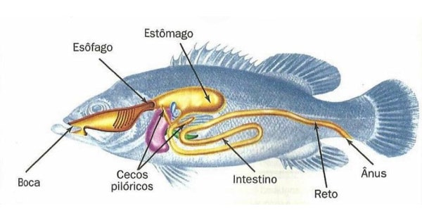 O Mecanismo da Respiração dos Peixes: Como Funciona o Sistema Respiratório Aquático